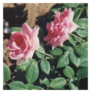 ROSA x 'Lambert Closse' (AC)